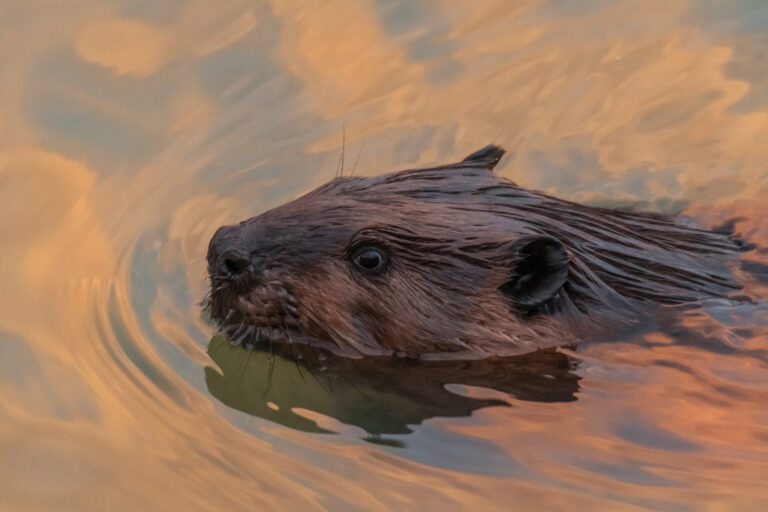 Eco-tour on the St. Lawrence River