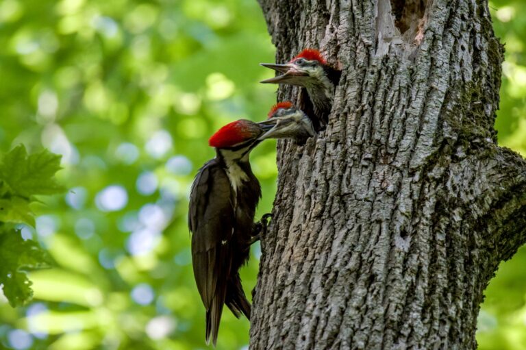 Woodpecker feeding Young on Wellesley Island State Park